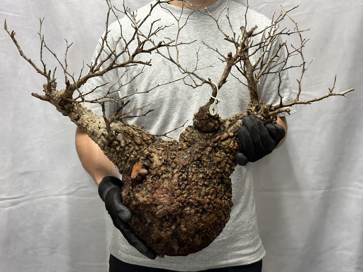 ベアルート株04】 Operculicarya pachypus オペルクリカリア パキプス