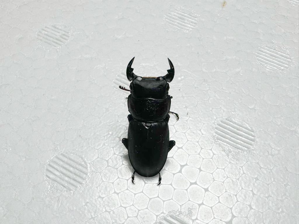 ラティオキナティブス+ドンキエル原名亜種(赤ドンキ) 各種2令ペア(4頭）