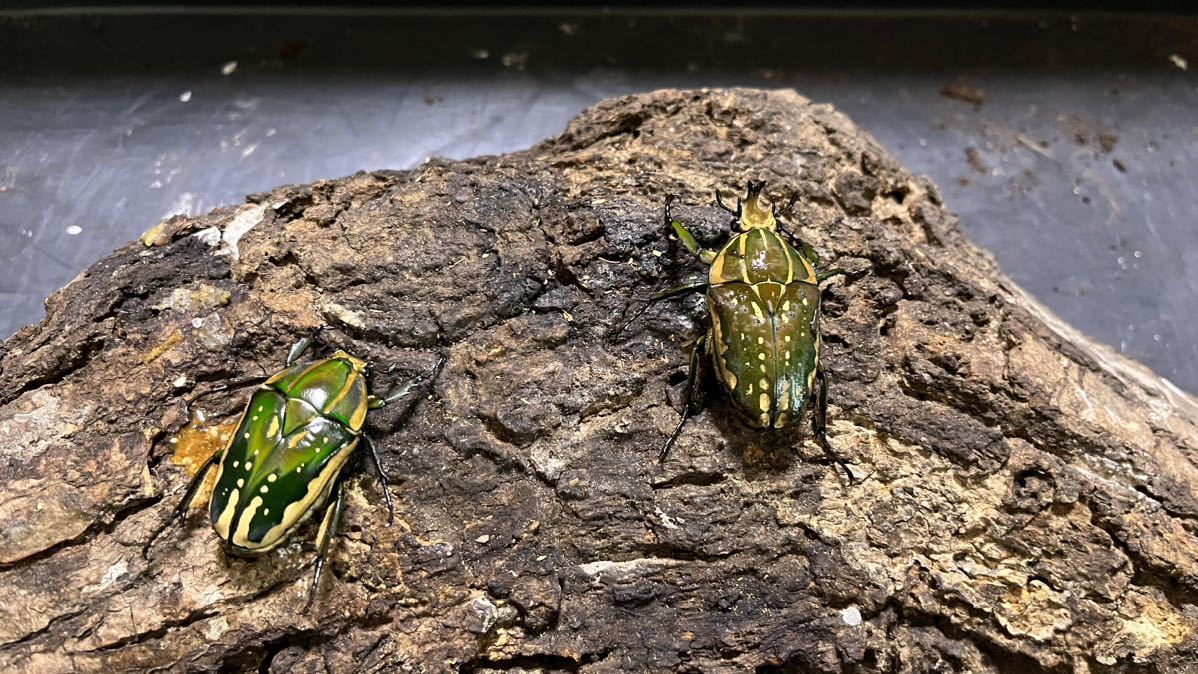 ポリフェムスオオツノカナブン　1ペア②