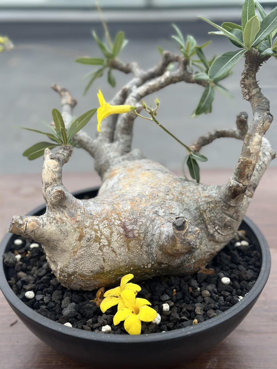 パキポディウム グラキリス 13 現地球 Pachypodium Gracilius パキポディウム グラキリス 13 現地球 Pachypodium Gracilius