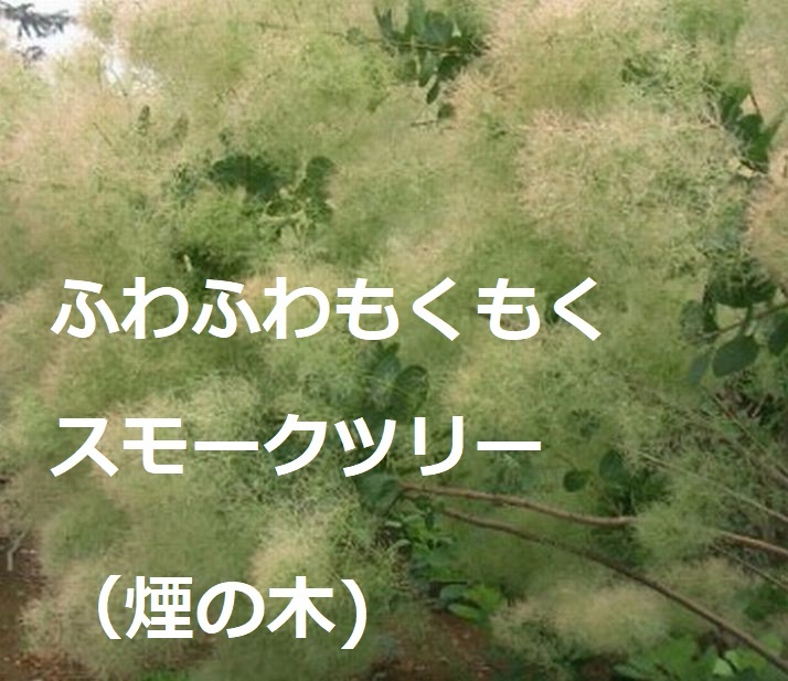 値下げ特価！大人気☆彡スモークツリー(煙の木）６号　