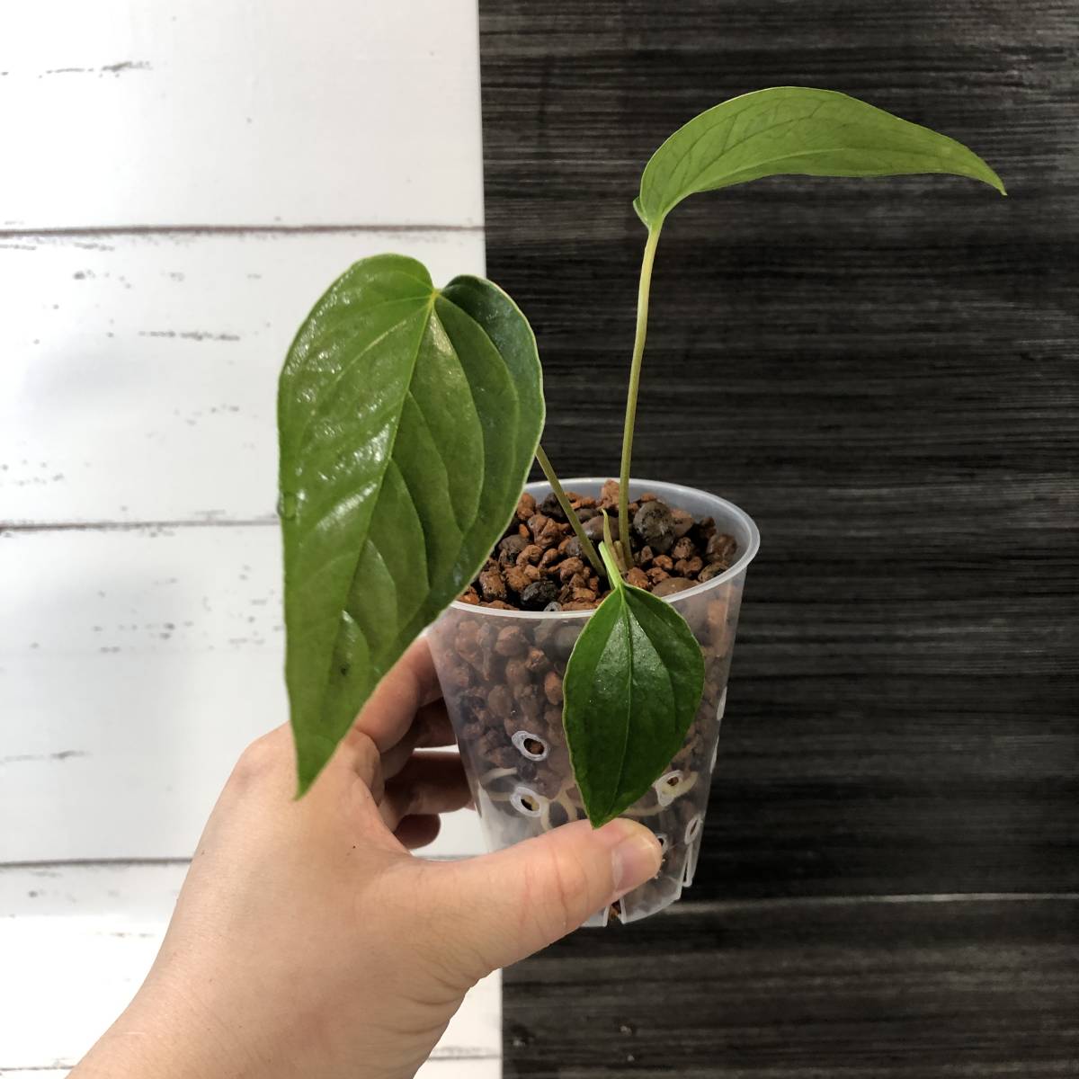 レア｜アンスリウム トレムラム アンディナム 送料1500円