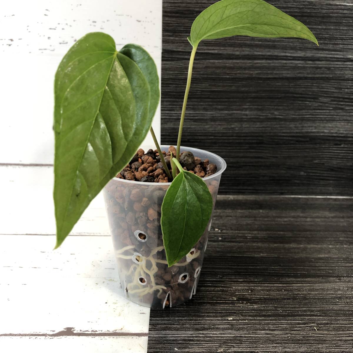 レア｜アンスリウム トレムラム アンディナム 送料1500円