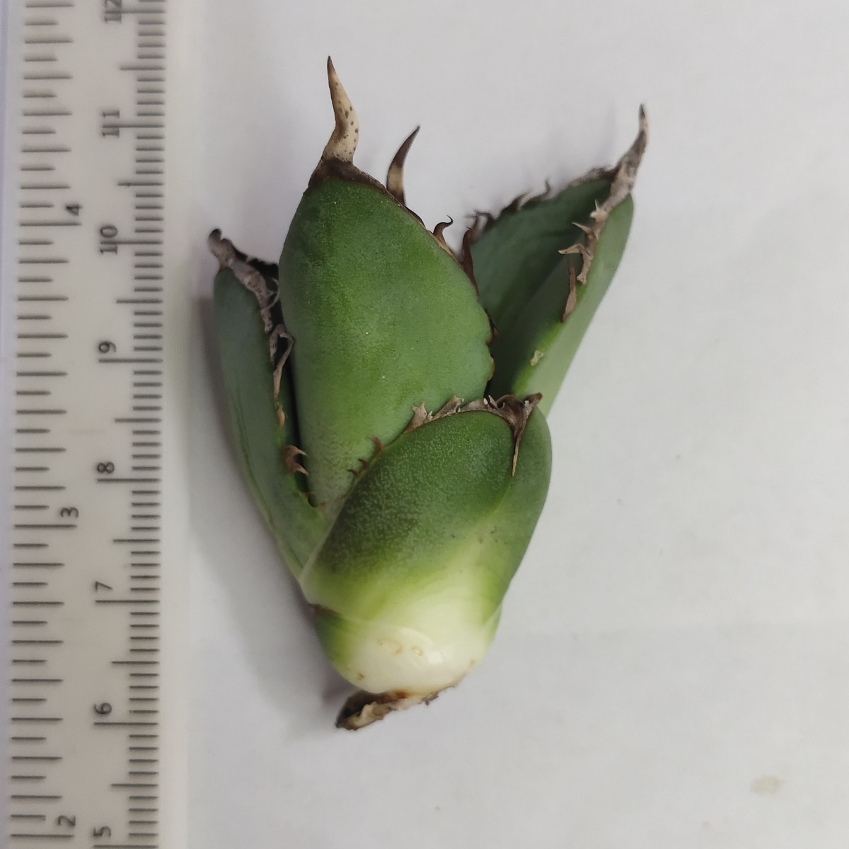 アガベ チタノタ agave 台湾株 Godzilla 精選子株 A575 ゴジラ 狂棘