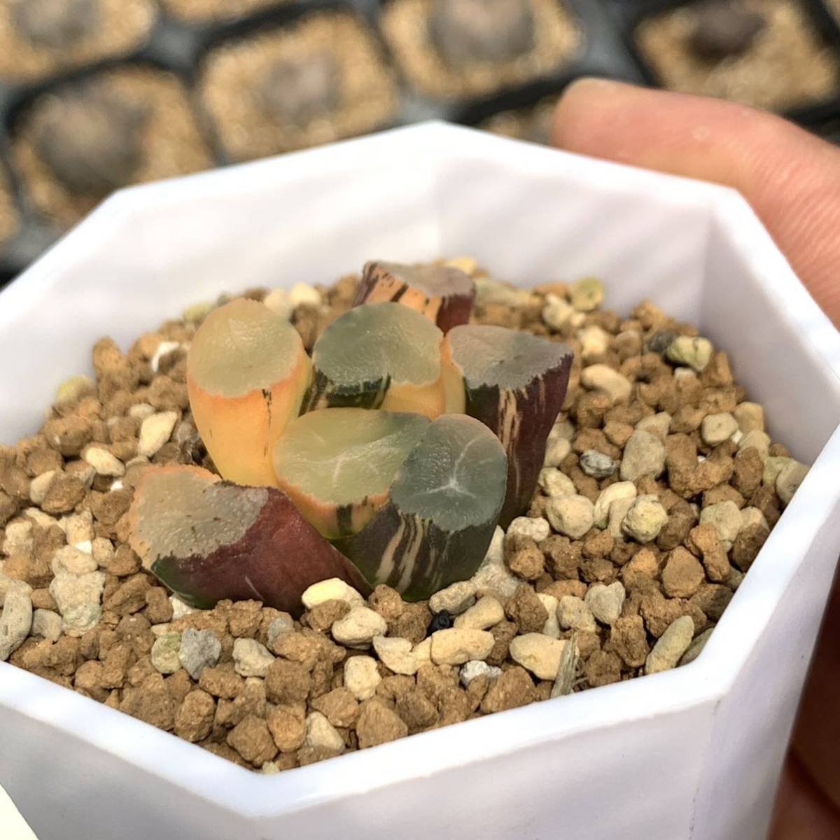 多肉植物 ハオルチア 万象錦 蜃気楼糊斑