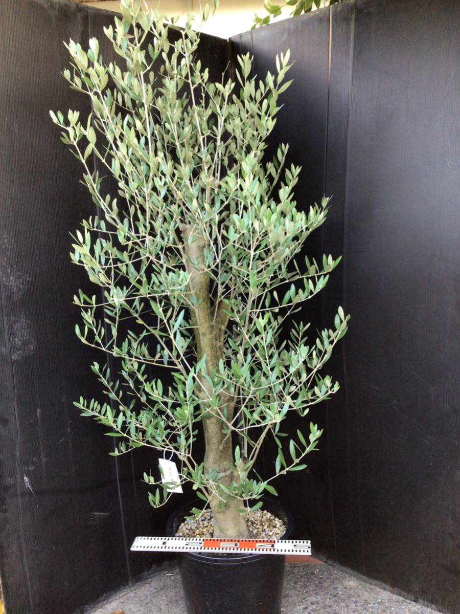 オリーブ発祥の地小豆島よりオリーブミッション⑥