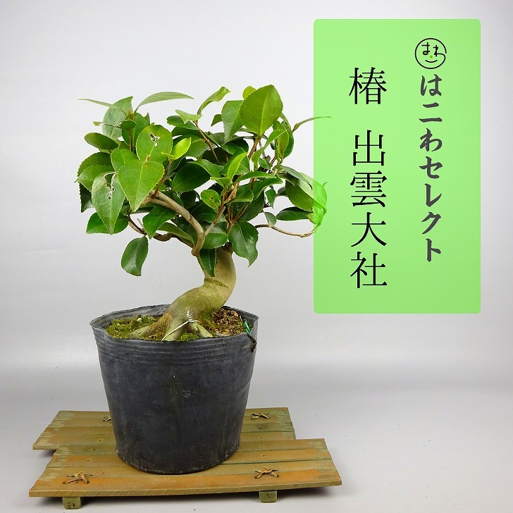 椿盆栽　香り椿　出雲香　盆栽いろは 盆栽 椿 出雲大社 樹高 約25～28cm つばき Camellia japonica ツバキ