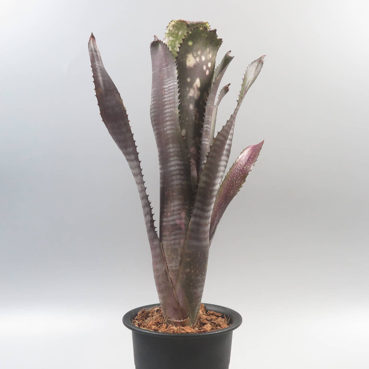 Billbergia Lubra ビルベルギア ルブラ 【公式通販】