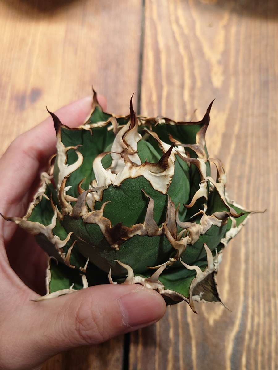 極上【アガベチタノタ シーザー 】 凱撒 Caesar agave titanota アガベ