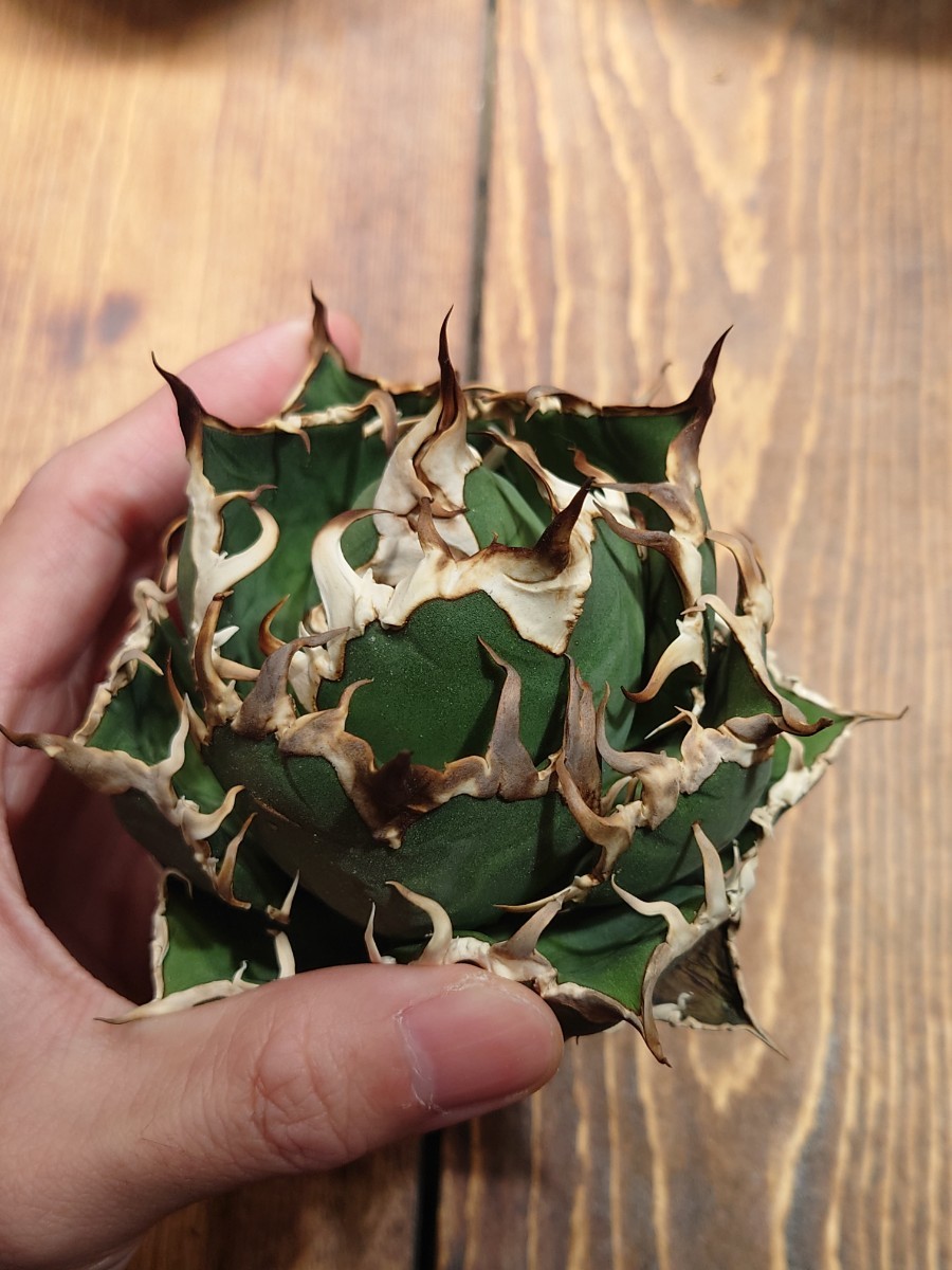 極上【アガベチタノタ シーザー 】 凱撒 Caesar agave titanota アガベ