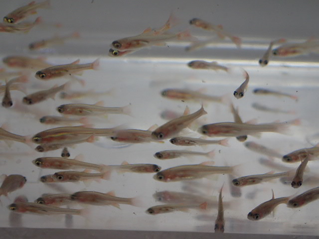 低価，最新作 １００匹 生き餌 エサ用アカヒレ １から２CM 淡水 熱帯魚 生体 ８０サイズ関東送料８７３円(エサ)｜売買されたオークション情報、yahooの商品情報をアーカイブ公開 - オークファン エサ