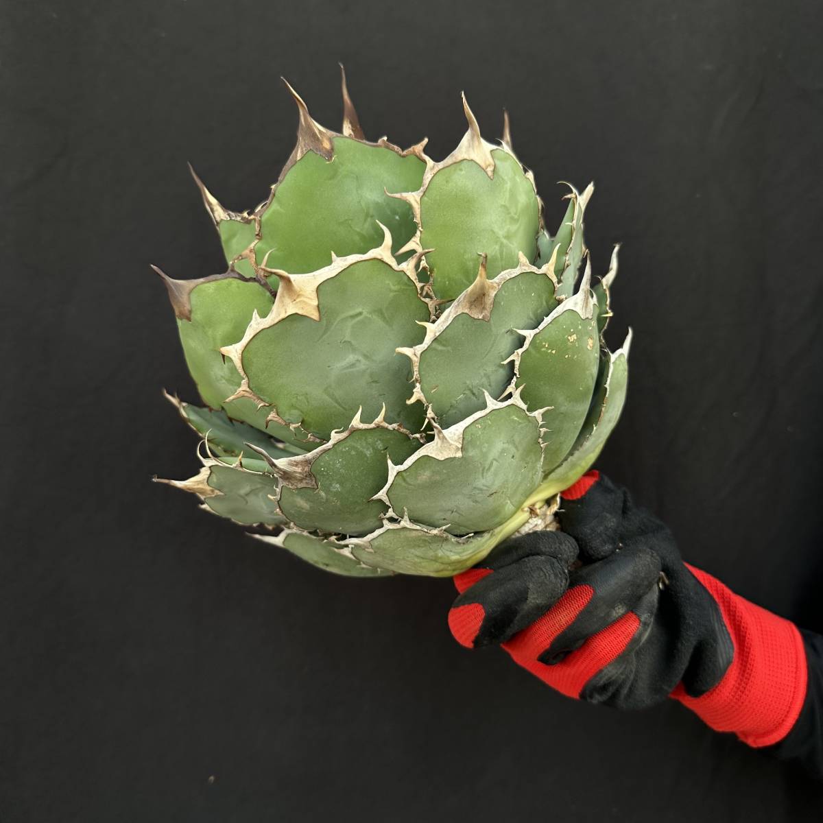 親株出品 陽炎オアハカ現地株 oaxaca 特選 アガベ チタノタ FO-076