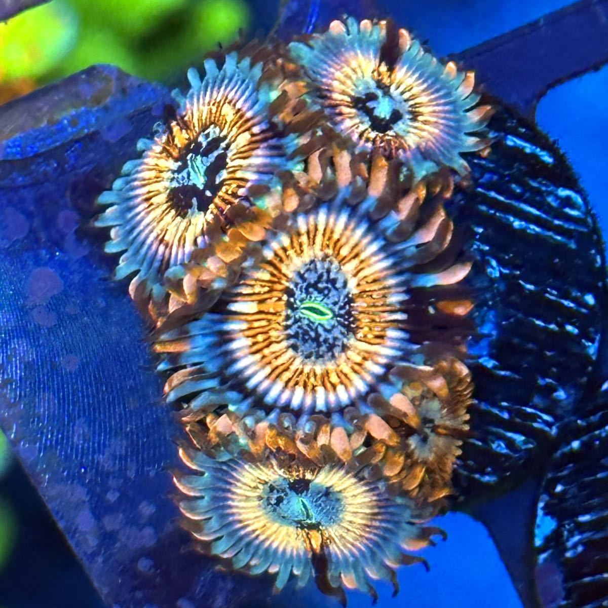 USAマメスナ セダクション ※8/5(土)発送限定