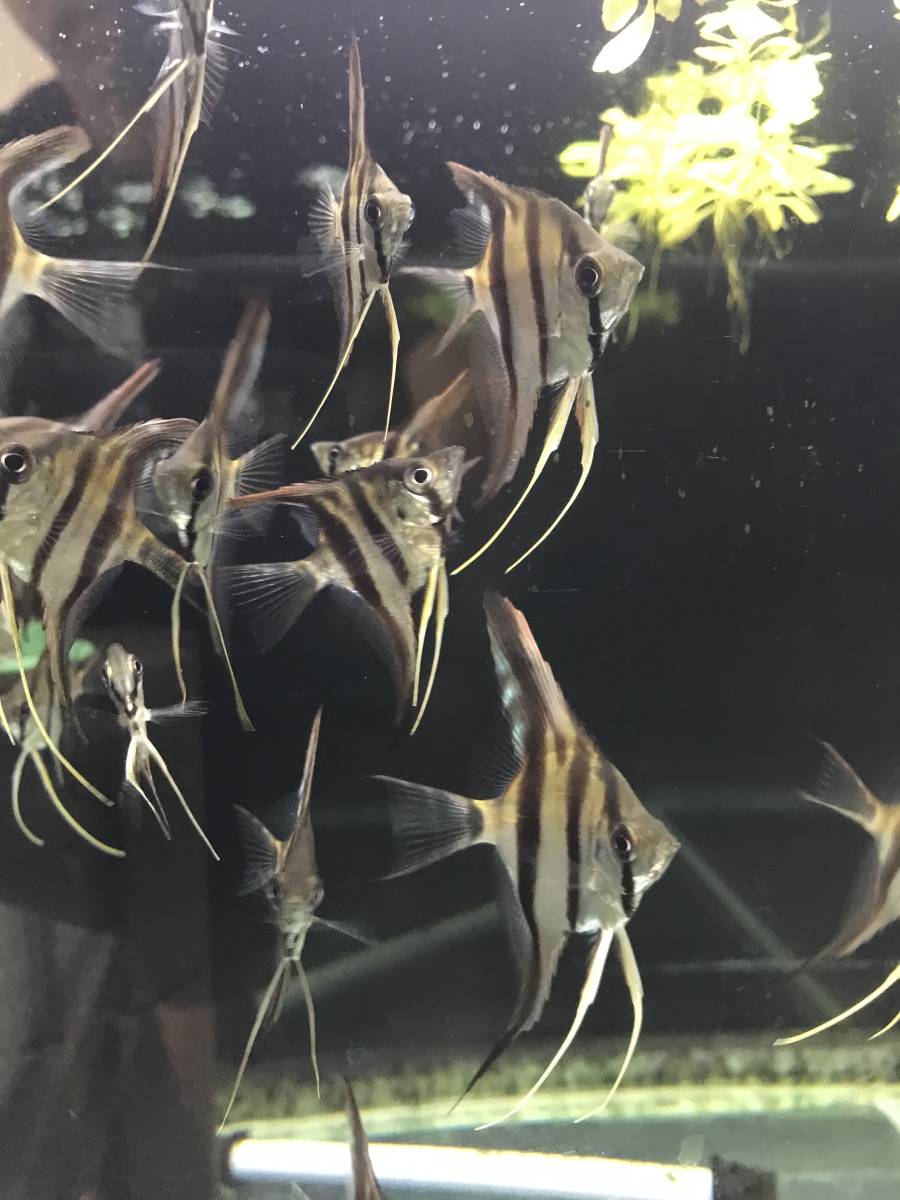 レッドショルダーエンゼル　マナカプル産スカラレ種　15匹程度　引取限定_1