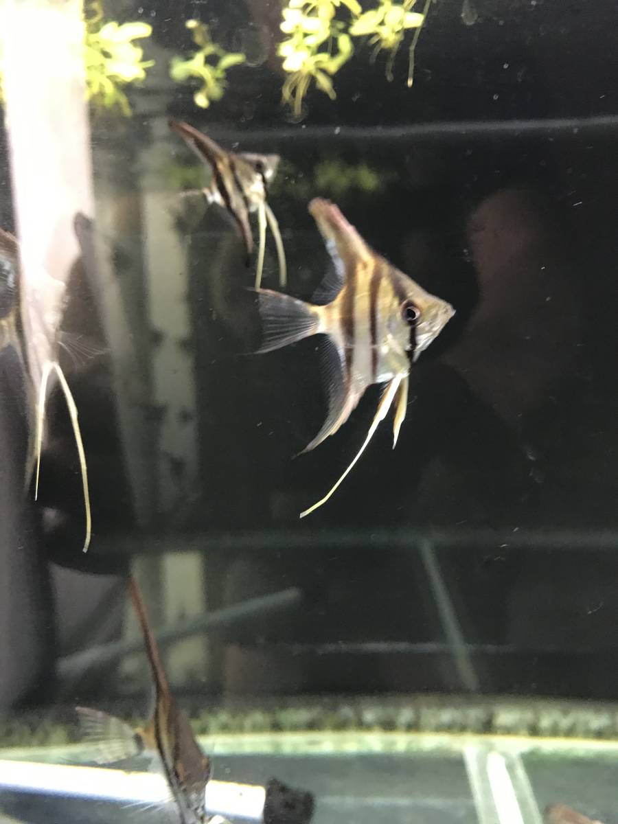 レッドショルダーエンゼル　マナカプル産スカラレ種　15匹程度　引取限定_2