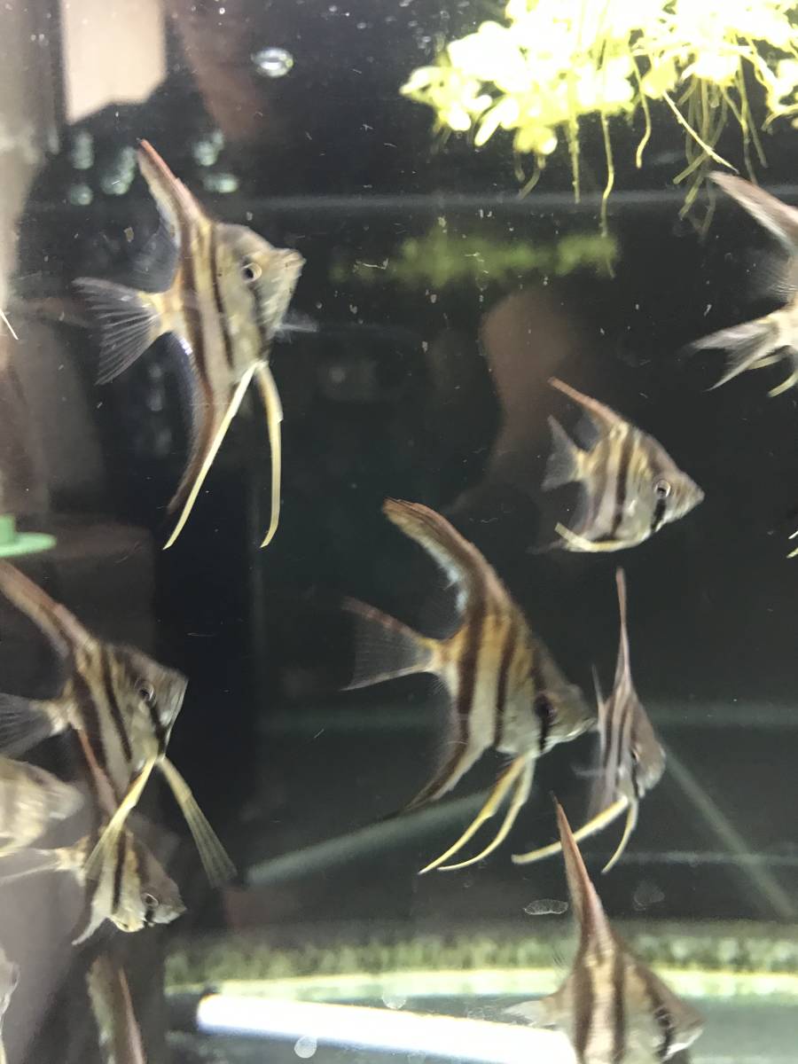 レッドショルダーエンゼル　マナカプル産スカラレ種　15匹程度　引取限定_3