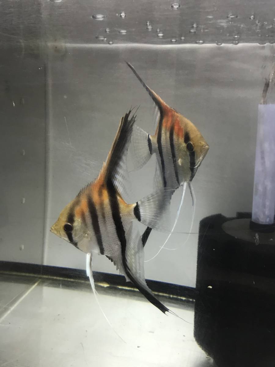 レッドショルダーエンゼル　マナカプル産スカラレ種　15匹程度　引取限定_4