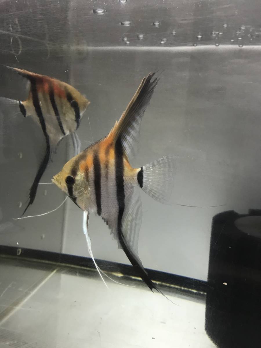 レッドショルダーエンゼル　マナカプル産スカラレ種　15匹程度　引取限定_5