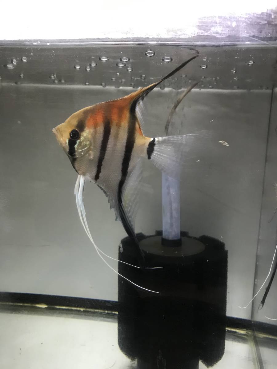 レッドショルダーエンゼル　マナカプル産スカラレ種　15匹程度　引取限定_6