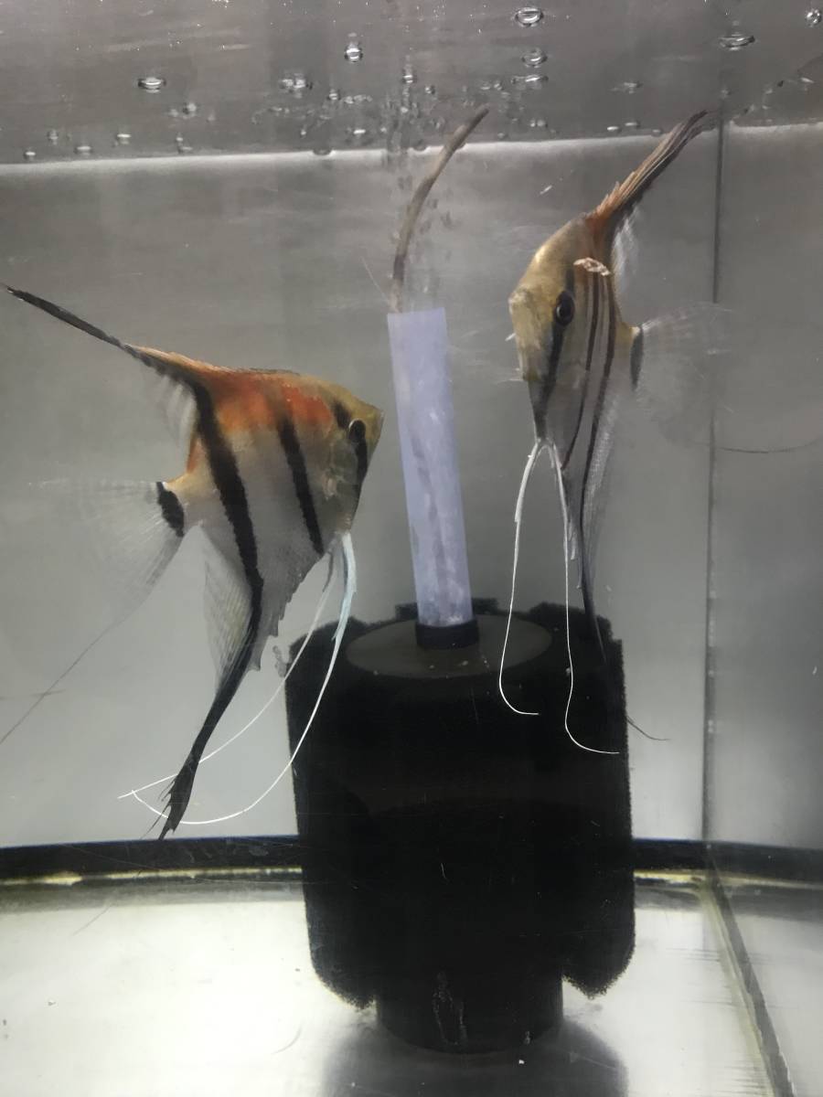 レッドショルダーエンゼル　マナカプル産スカラレ種　15匹程度　引取限定_7