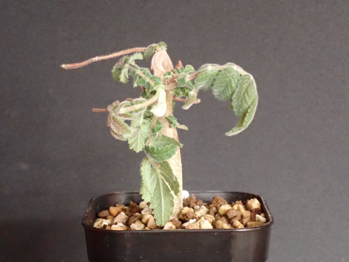 ブルセラ コパリフェラ Bursera copallifera(観葉植物)｜売買された