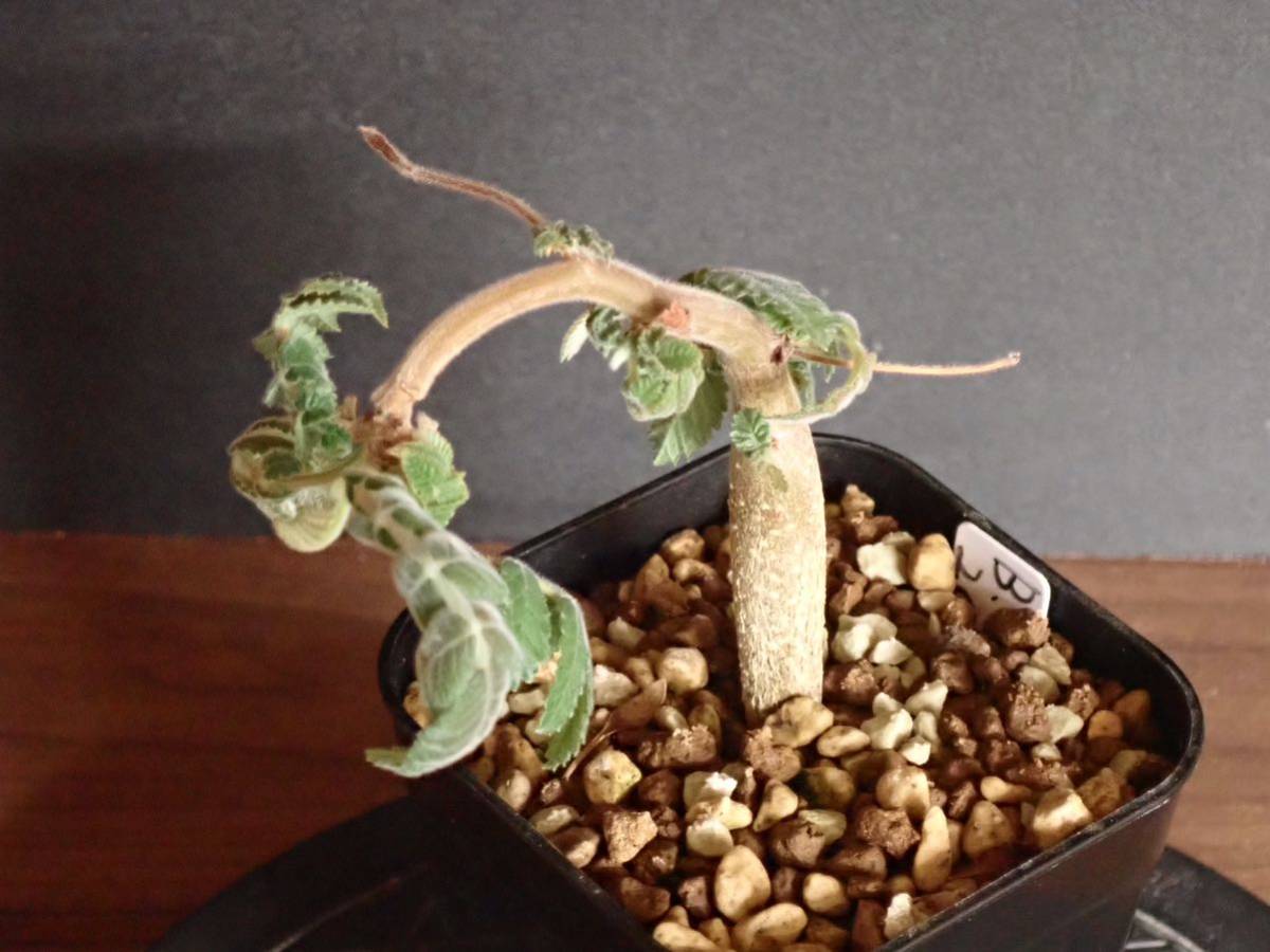 ブルセラ コパリフェラ Bursera copallifera(観葉植物)｜売買された