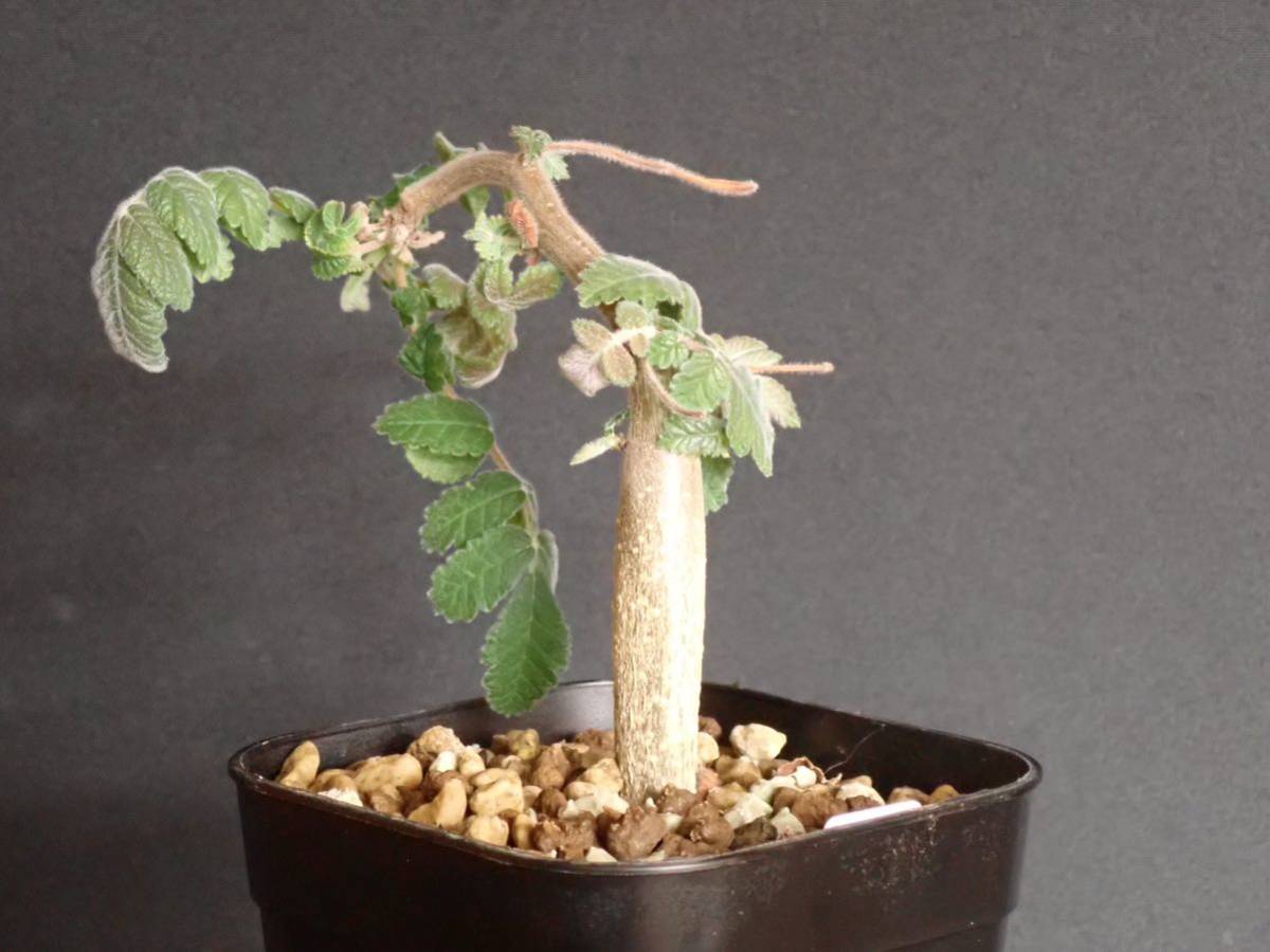ブルセラ コパリフェラ Bursera copallifera(観葉植物)｜売買された