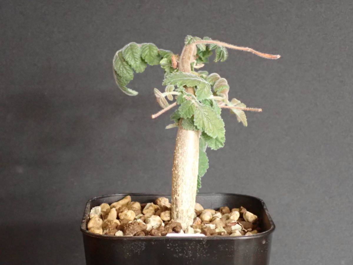 ブルセラ コパリフェラ Bursera copallifera(観葉植物)｜売買された