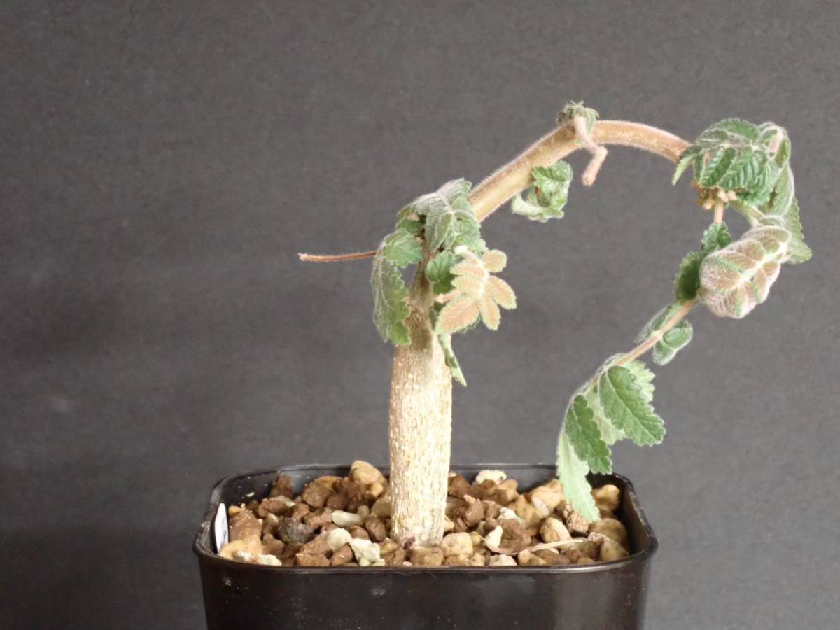 ブルセラ コパリフェラ Bursera copallifera(観葉植物)｜売買された