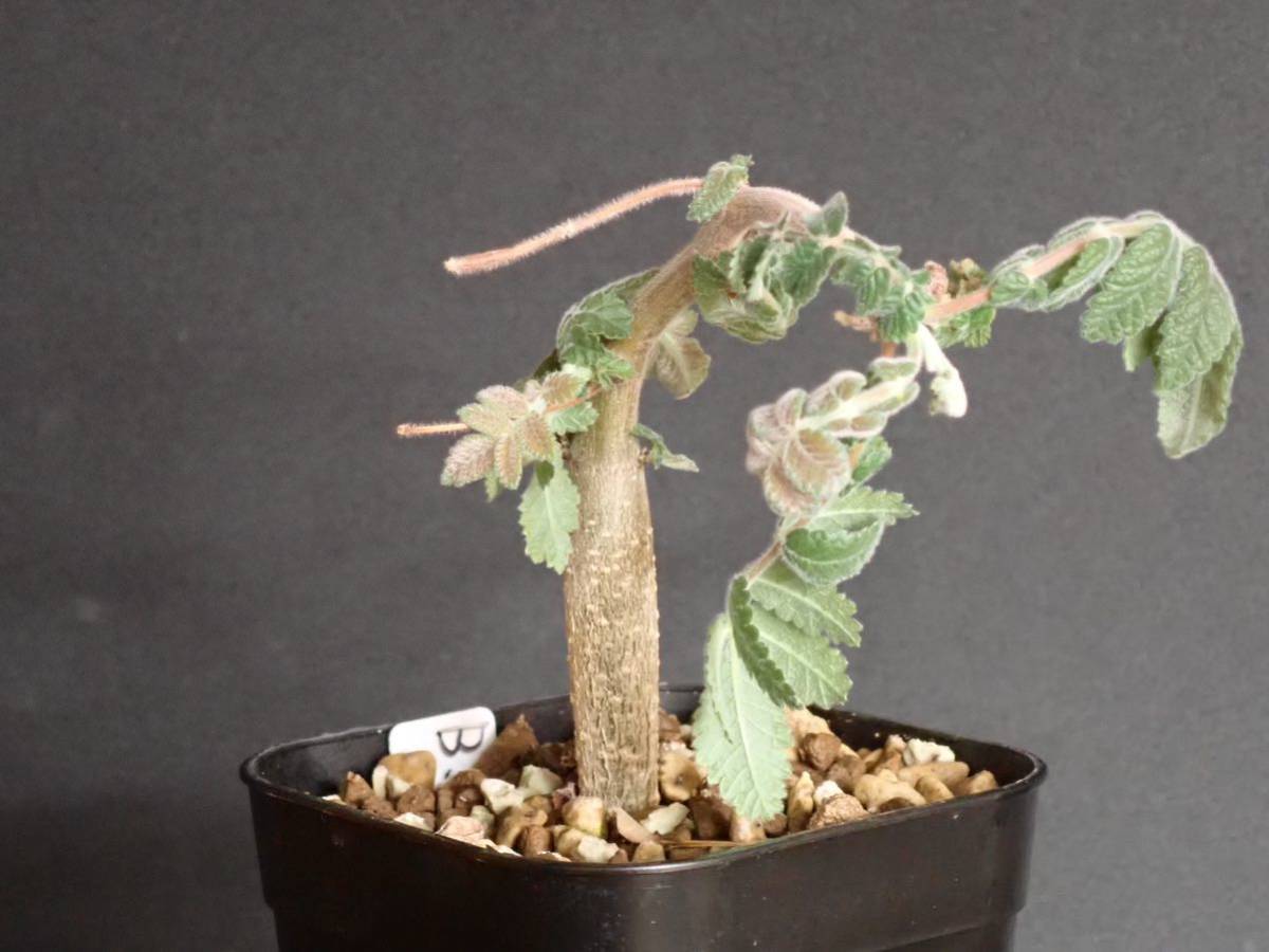 ブルセラ コパリフェラ Bursera copallifera(観葉植物)｜売買された