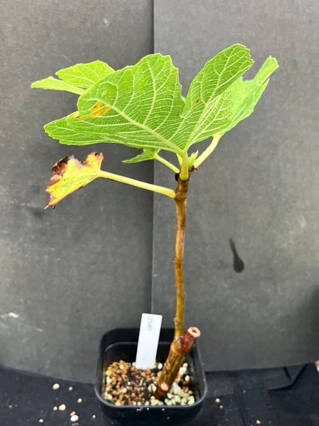 2026年最新イチジク 希少 イチジク 苗 IZMIR イズミル 著名イチジク