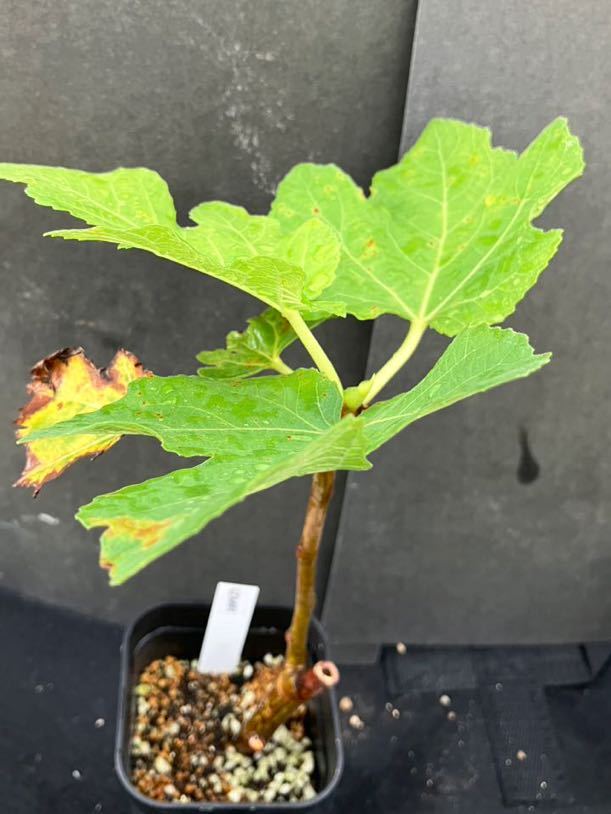 2026年最新イチジク 希少 イチジク 苗 IZMIR イズミル 著名イチジク