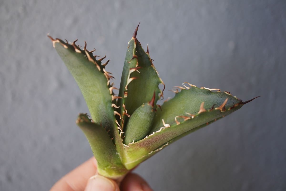①Agave Titanota fo222.子株 アガベ チタノタ ぶつぶつ ブツブツ ①Agave Titanota fo222.子株 アガベ チタノタ ぶつぶつ ブツブツ