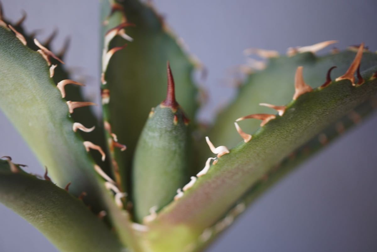 ①Agave Titanota fo222.子株 アガベ チタノタ ぶつぶつ ブツブツ ①Agave Titanota fo222.子株 アガベ チタノタ ぶつぶつ ブツブツ