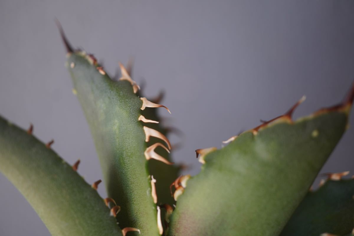 ①Agave Titanota fo222.子株 アガベ チタノタ ぶつぶつ ブツブツ ①Agave Titanota fo222.子株 アガベ チタノタ ぶつぶつ ブツブツ