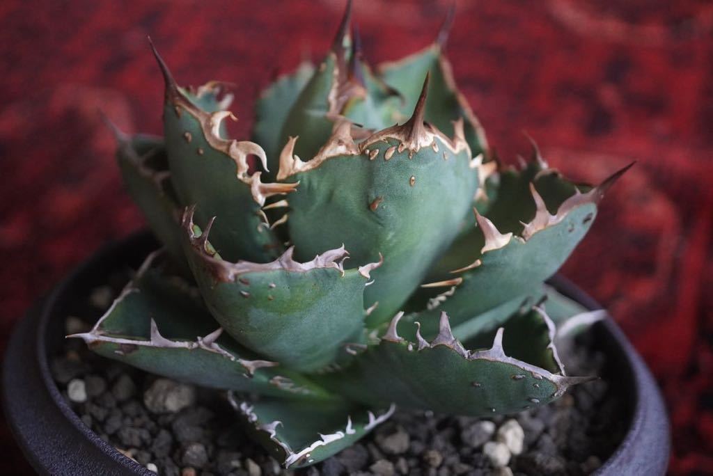 ①Agave Titanota fo222.子株 アガベ チタノタ ぶつぶつ ブツブツ ①Agave Titanota fo222.子株 アガベ チタノタ ぶつぶつ ブツブツ