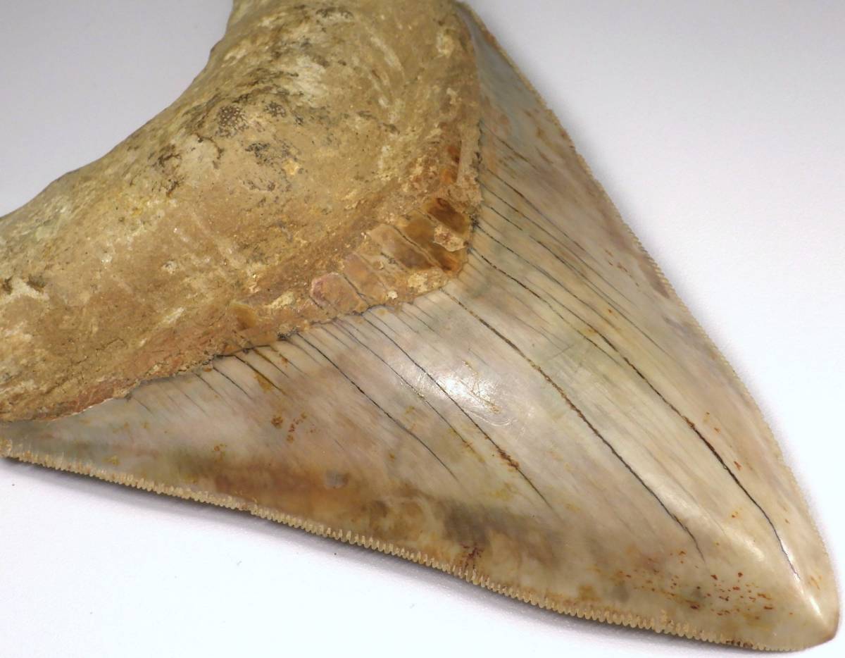 古代サメの歯化石 化石 サメの歯 標本 タイトル: モロッコ産パレオ