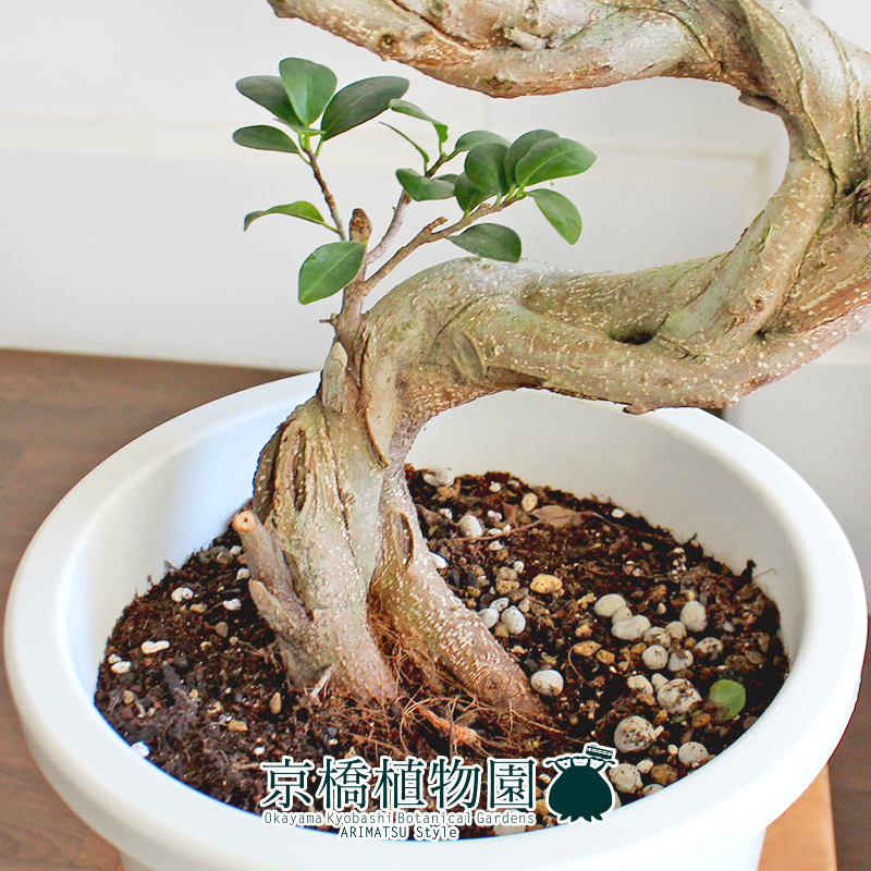 現品】ガジュマル S字曲がり 7号 白鉢（5）Ficus microcarpa (F 