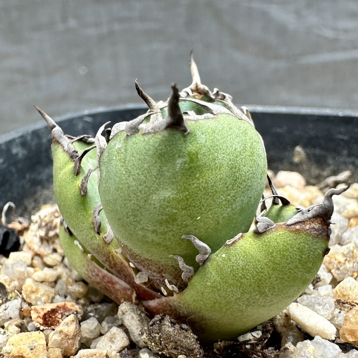 A30 厳選 アガベ チタノタ 金鯨 陽炎狂刺 強棘 株を厳選する 背