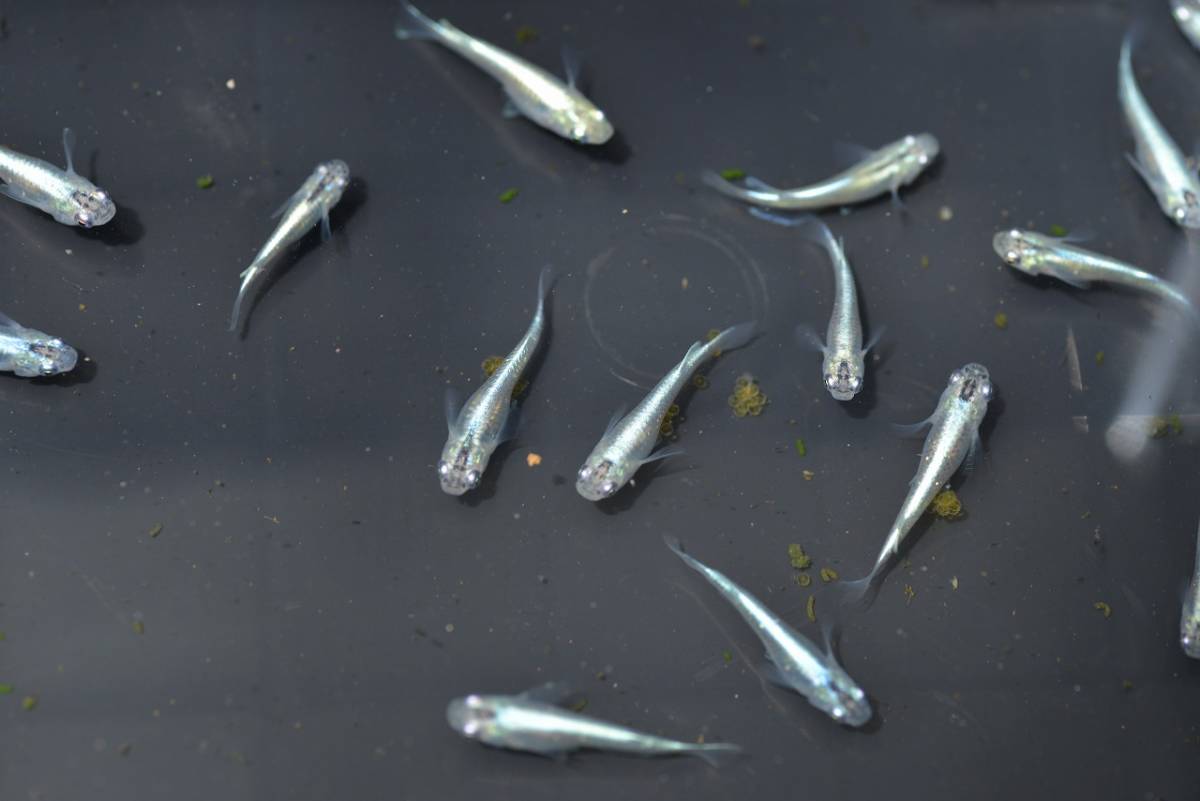 みゆき　幹之　メダカ　50匹　卵産んでいます！