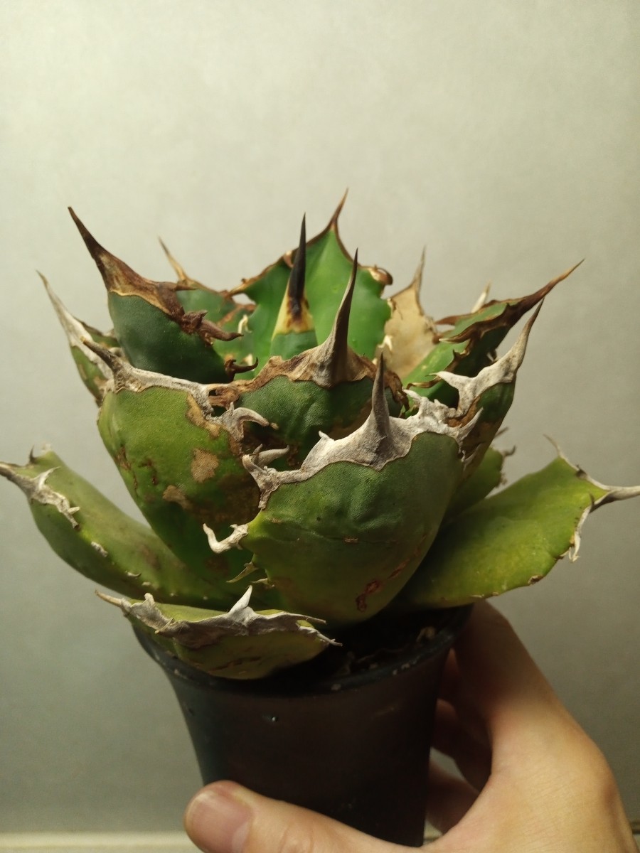 _^ アガベ 黒豹 黒棘 白刺 チタノタ 多肉植物 【公式通販】