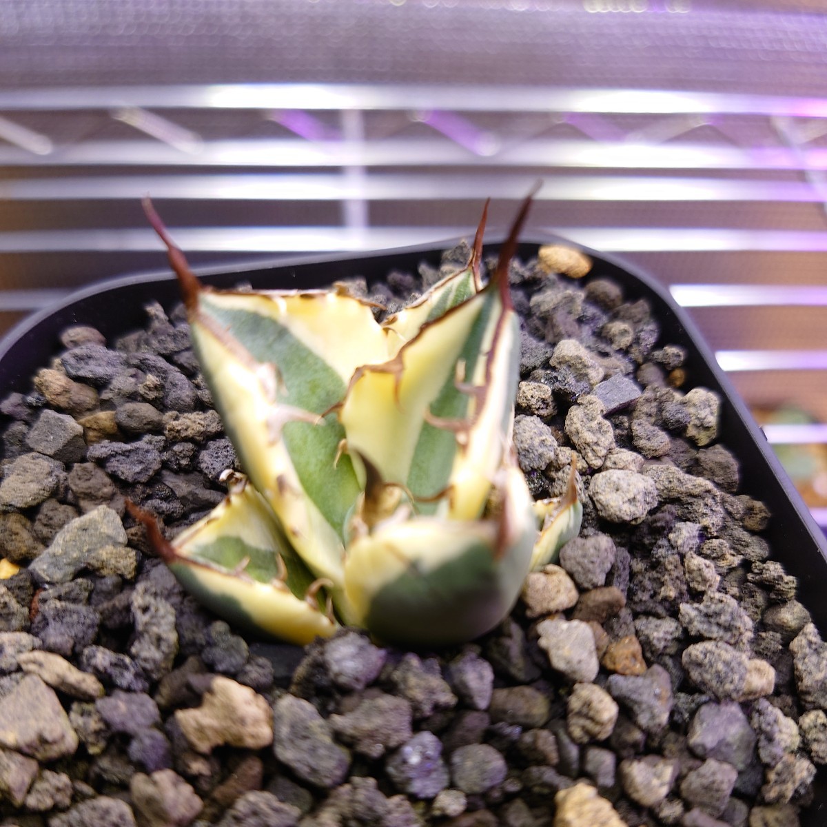 R9 多肉植物アガべ ポタトラム キュービック錦 発根済み