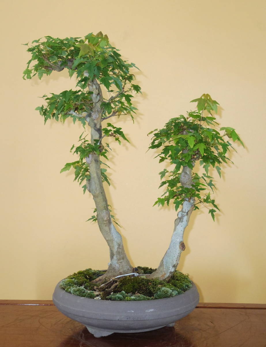 真柏盆栽 糸魚川真柏 捻転シャリ幹 小品盆栽 ミニ盆栽 樹高天ジン 【