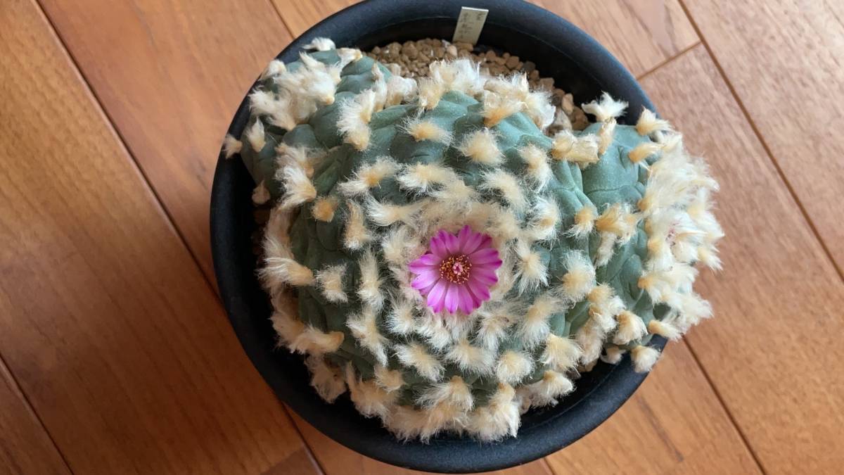 サボテン　赤花烏羽玉 3頭群　実生