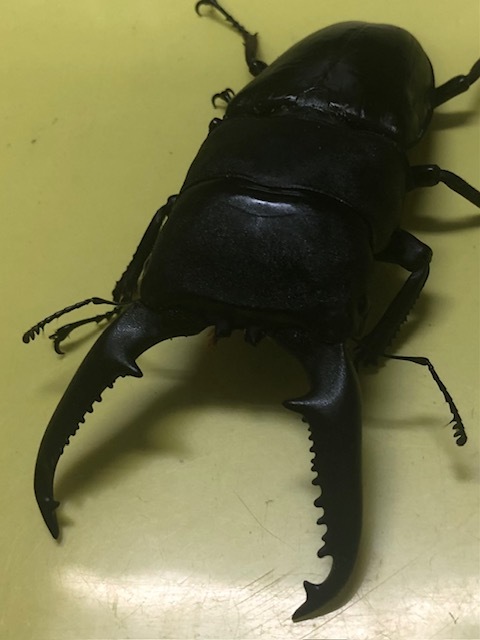 パラワンオオヒラタ　新成虫 　ペア　１０３，８ｍｍ　４７，８mm