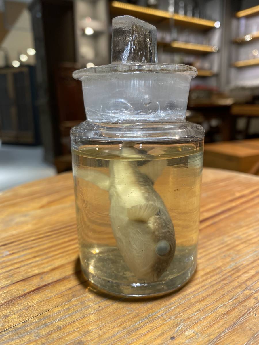 【セール，爆買い】 L46 ホルマリンアンティーク ふぐ 河豚 魚類 1900年代 採集 剥製 標本 ウランガラス 理科 サイエンス science 自然 実験 夏休み 瓶いっぱい(その他)｜売買されたオークション情報、yahooの商品情報 その他
