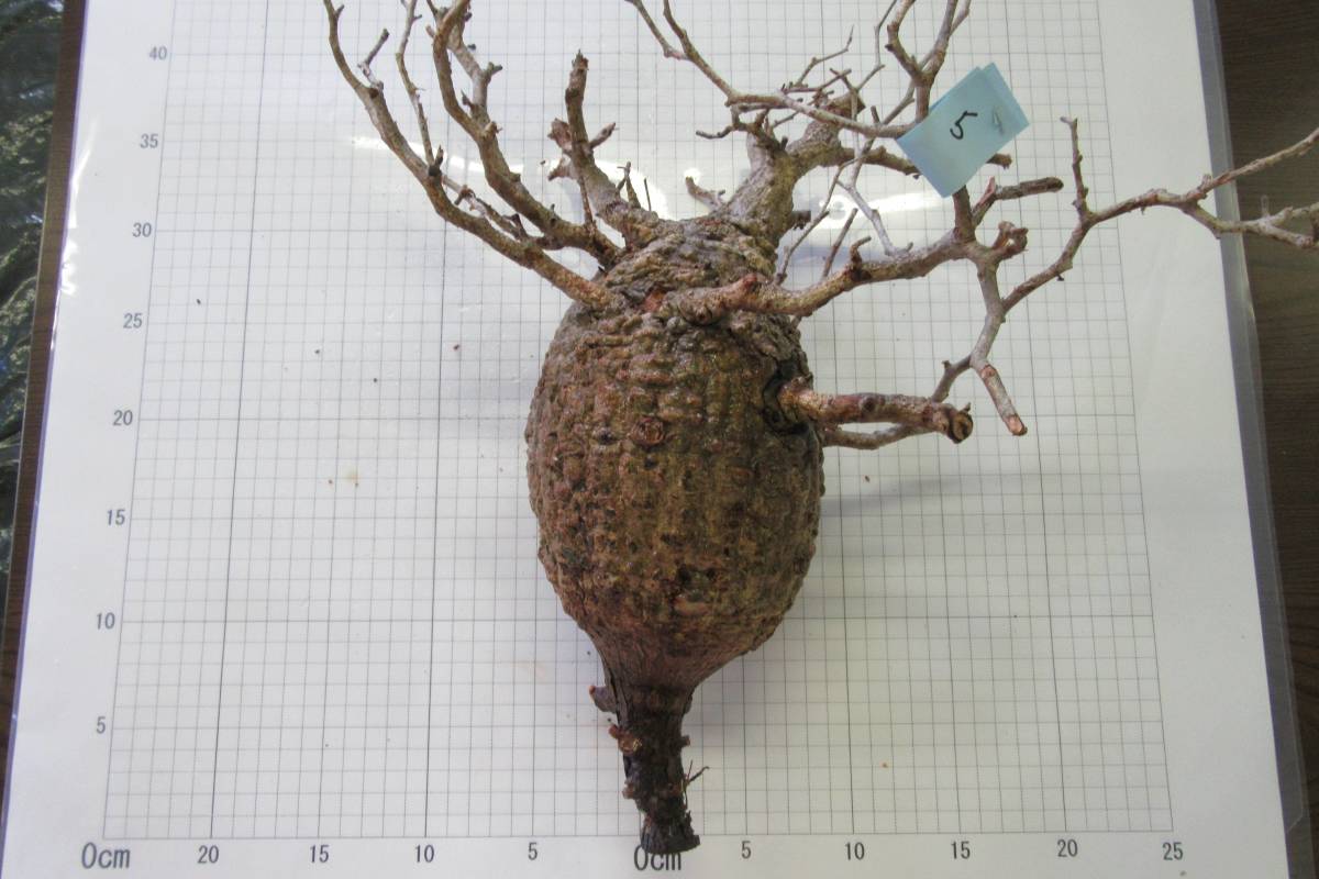 限定5株！希少ミニサイズオペルクリカリア・パキプスベアルート株 8/10