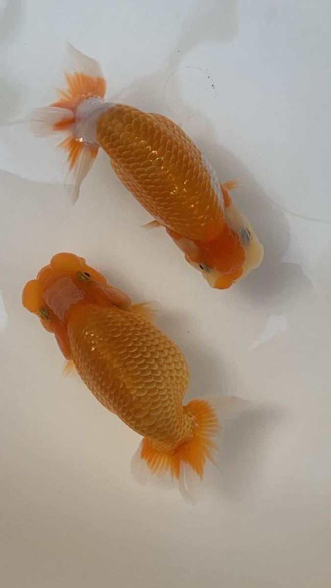 【オールド】(F)当歳 2匹 約10cm迄