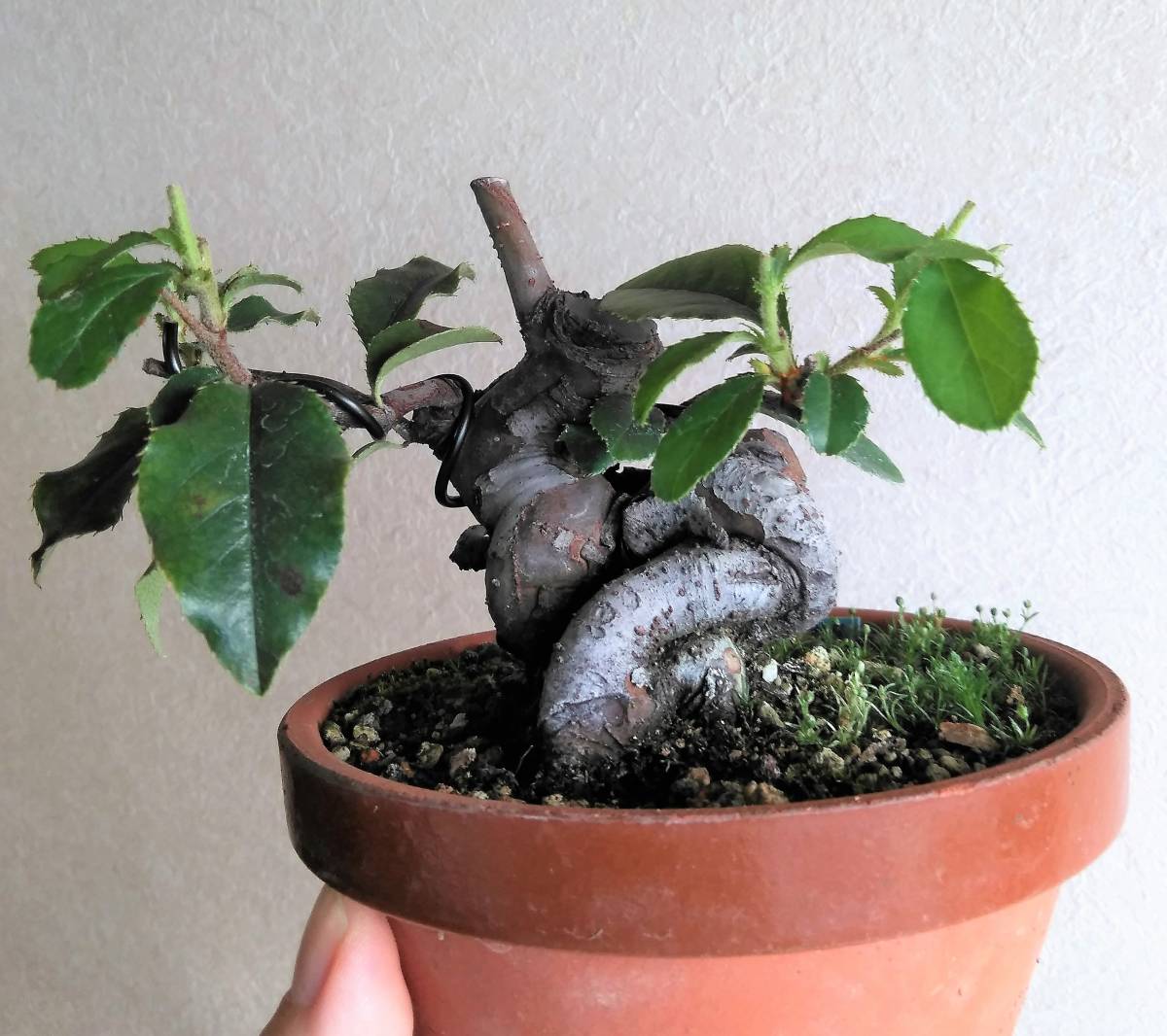 盆栽 姫カリン【現品 】（3978） 花梨（カリン） A2809☆かりん 花物実物類 中品 花梨 カリン 盆栽