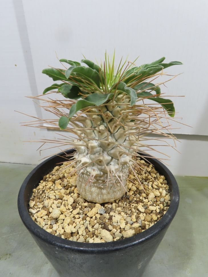 ニ0585 「塊根植物」パキポディウム ナマクアナム 植え【接ぎ木・発根